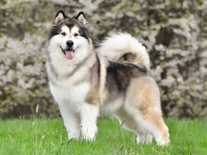 Alaskan Malamute 5