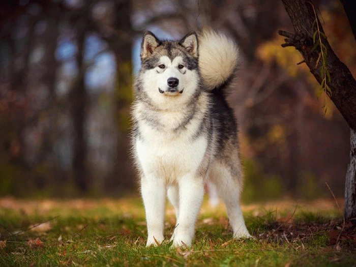 Alaskan Malamute 2
