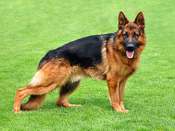 Alman Çoban Köpeği 1