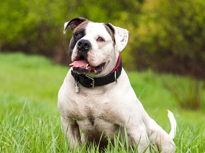 Amerikan Bulldog 5
