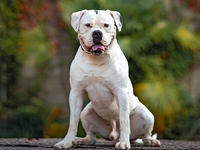 Amerikan Bulldog 3