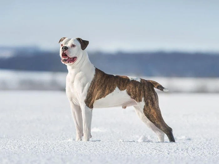 Amerikan Bulldog 4