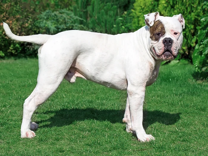 Amerikan Bulldog 2