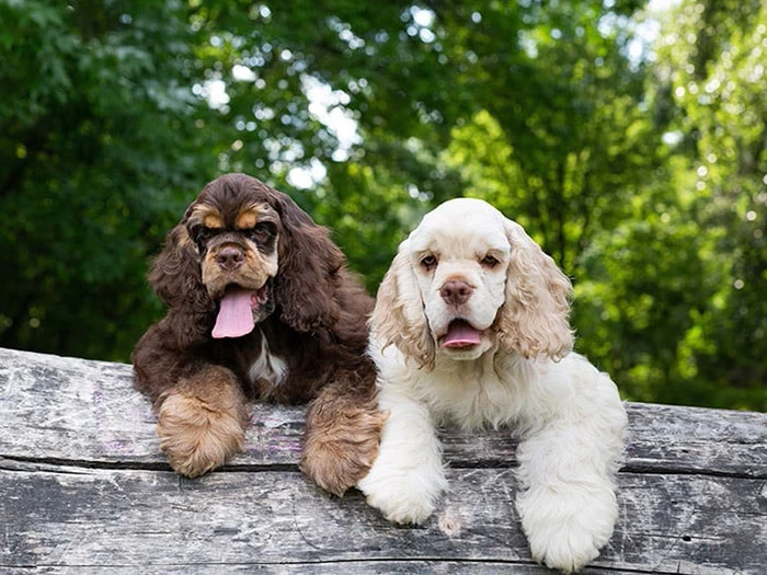 Amerikan Cocker Spaniel 3