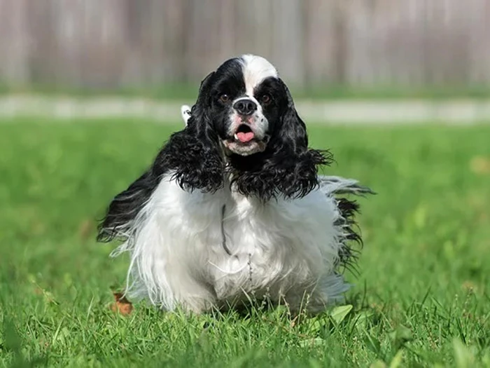 Amerikan Cocker Spaniel 4