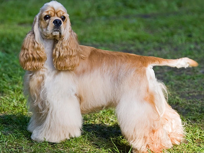 Amerikan Cocker Spaniel 2