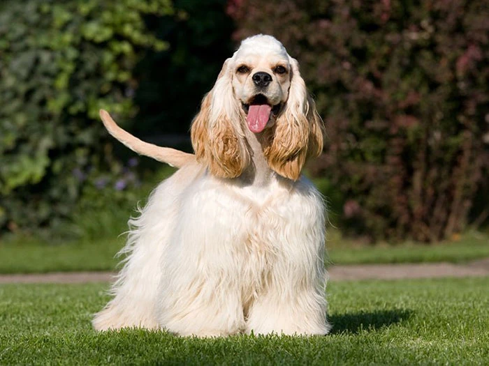 Amerikan Cocker Spaniel 5