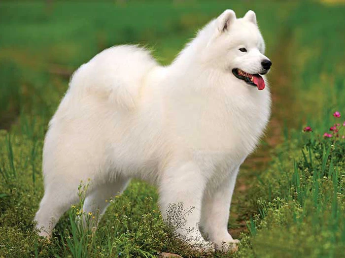 American Eskimo 5
