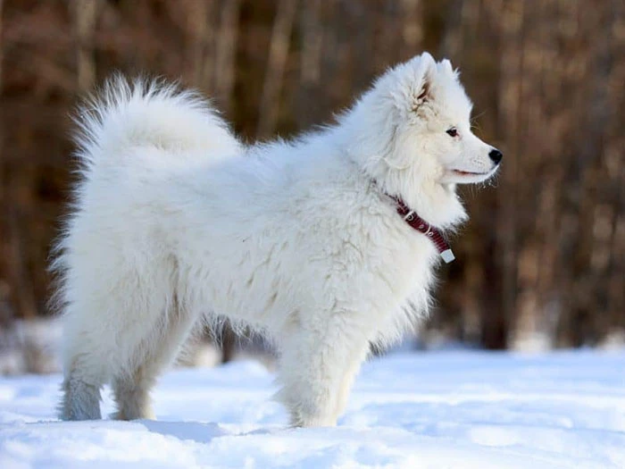 American Eskimo 3