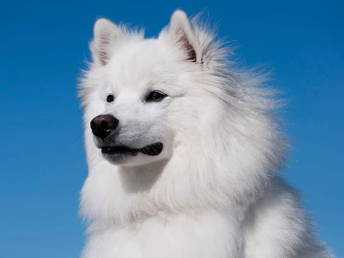 American Eskimo 2