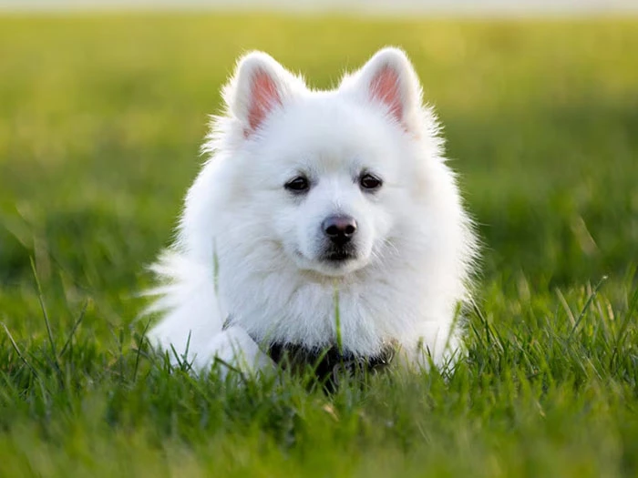 American Eskimo 4