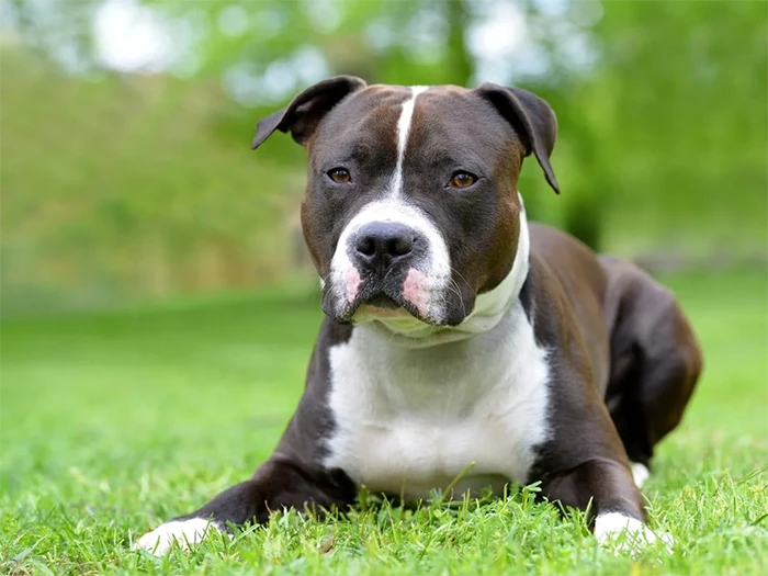 American Staffordshire 3