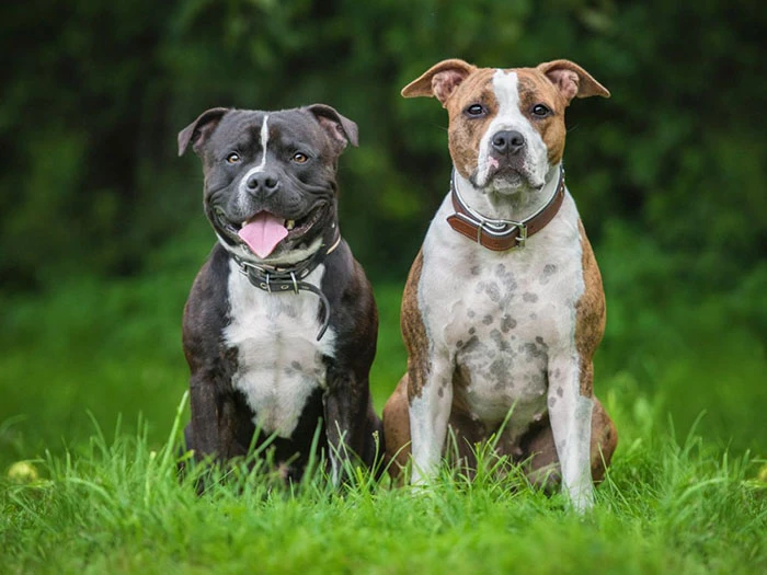 American Staffordshire 4