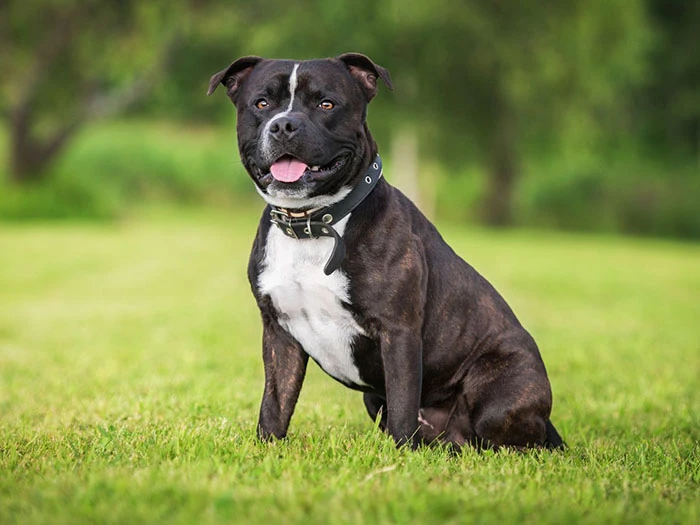 American Staffordshire 5