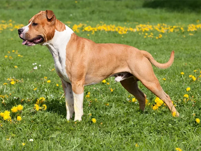 American Staffordshire 2