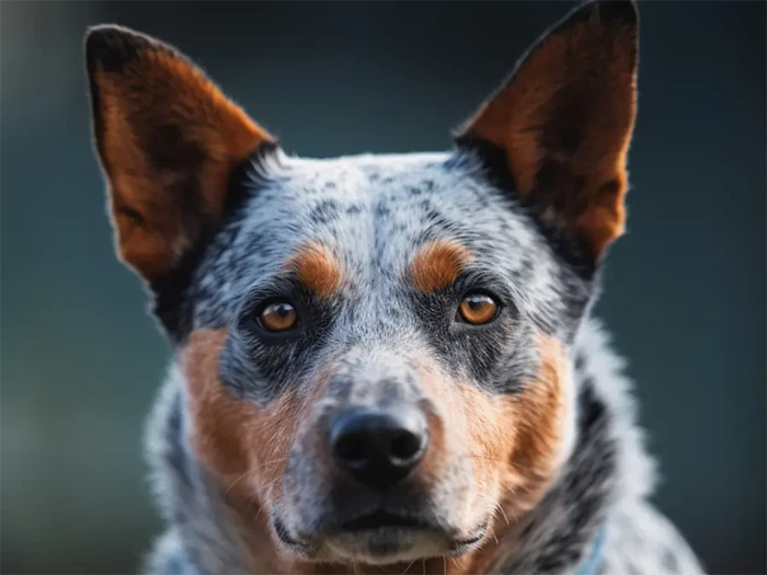 Australian Cattle Dog 5