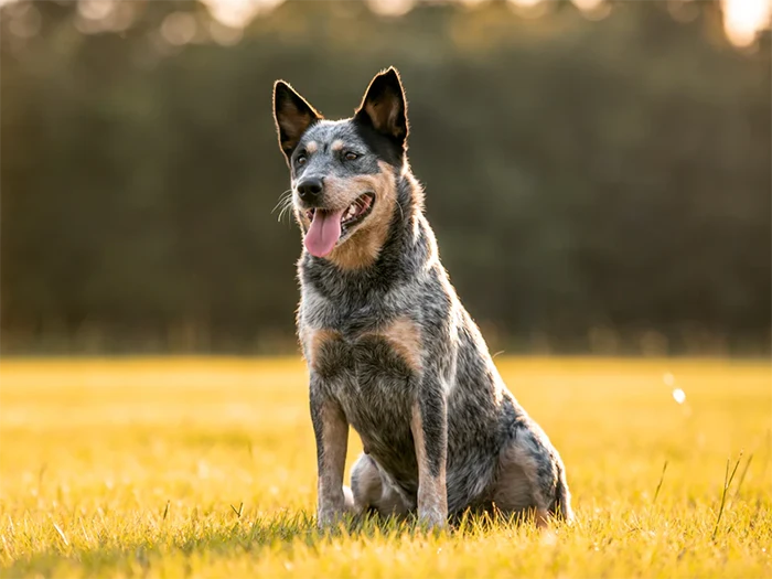 Australian Cattle Dog 2