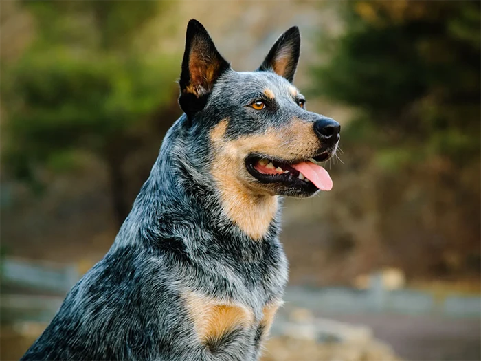 Australian Cattle Dog 3