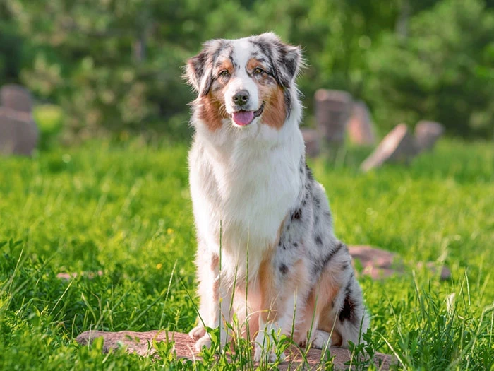 Australian Shepherd 5