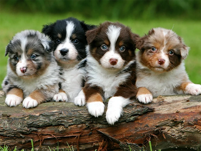 Australian Shepherd 3