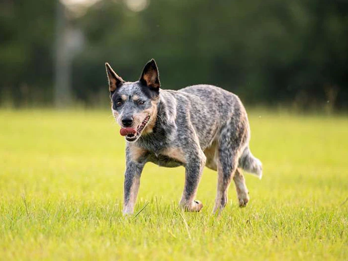 Australian Cattle Dog 4