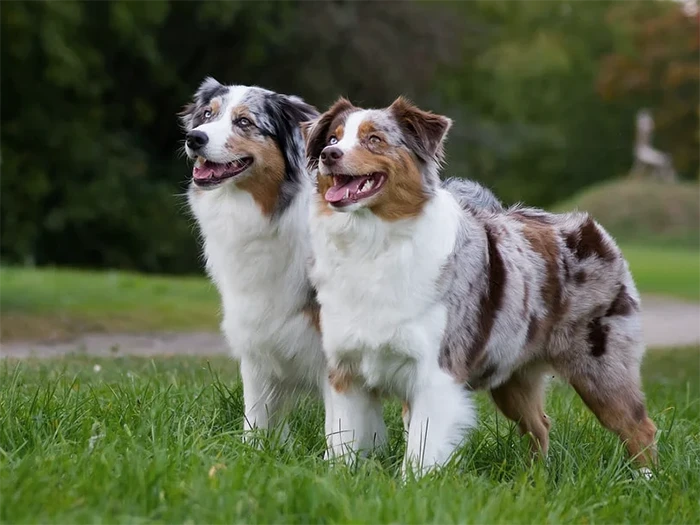 Australian Shepherd 2