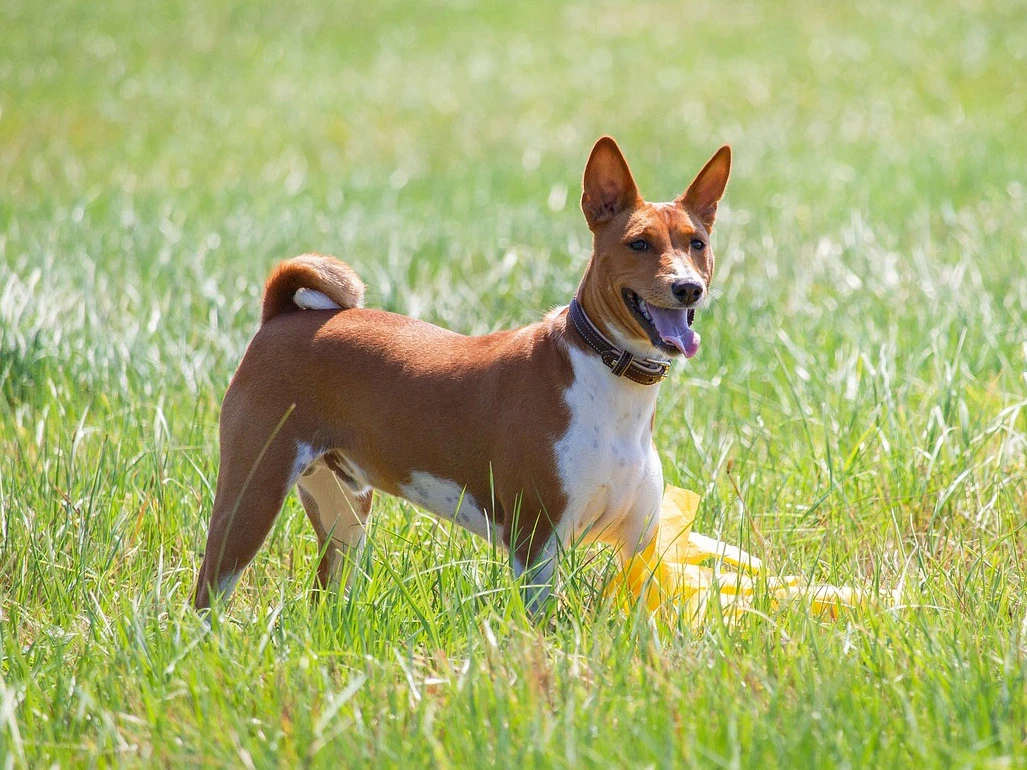 Basenji 4