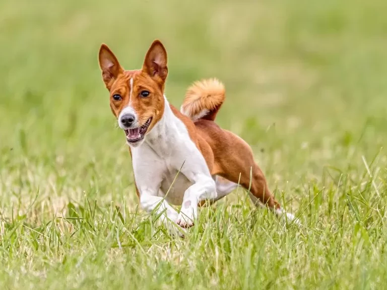 Basenji 2
