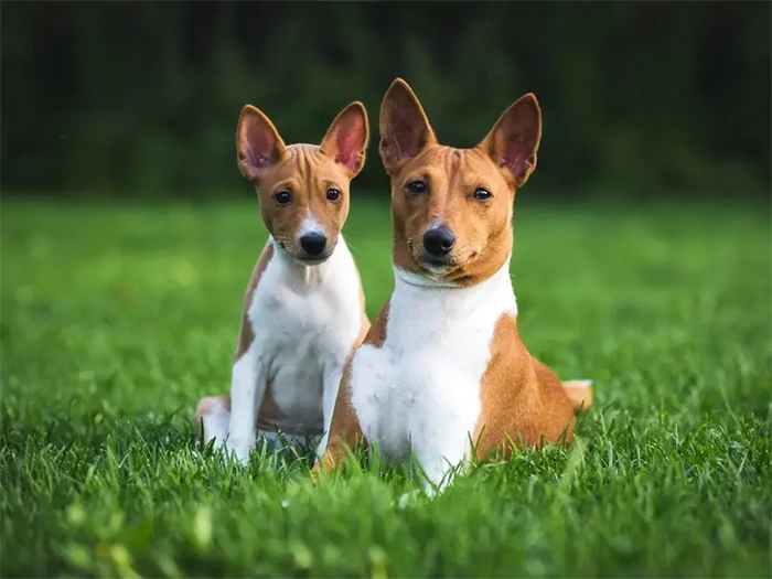 Basenji 5