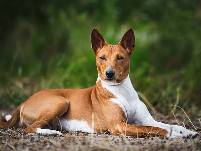 Basenji 3