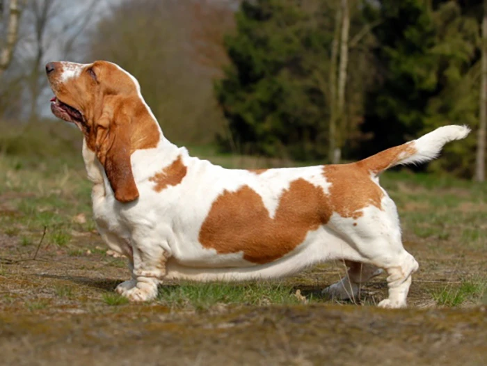 Basset Hound 2