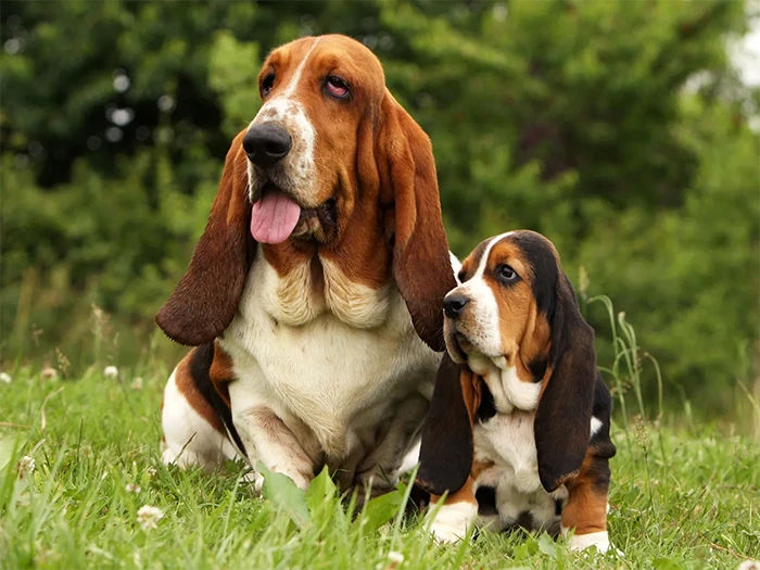 Basset Hound 5
