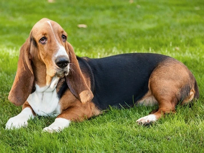 Basset Hound 3