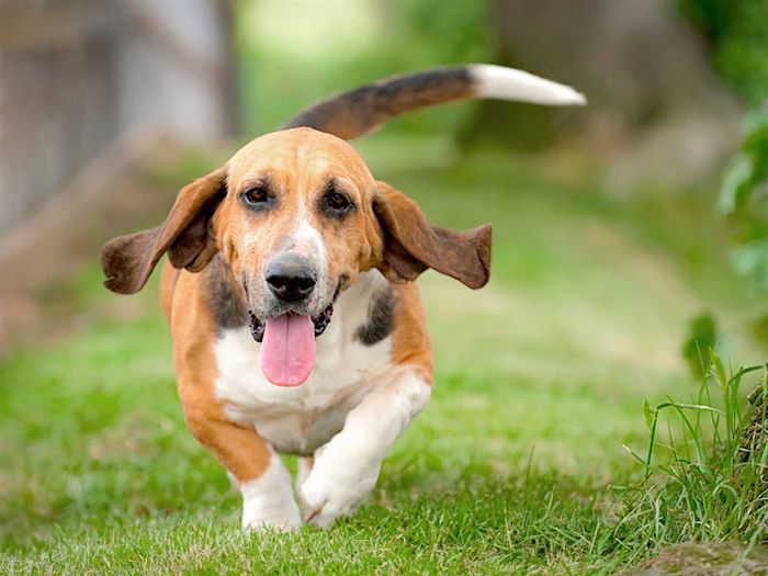 Basset Hound 4