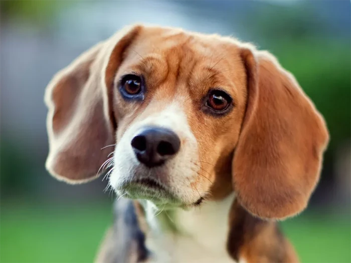 Beagle 5