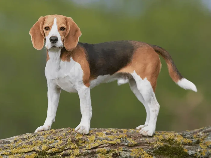 Beagle 4