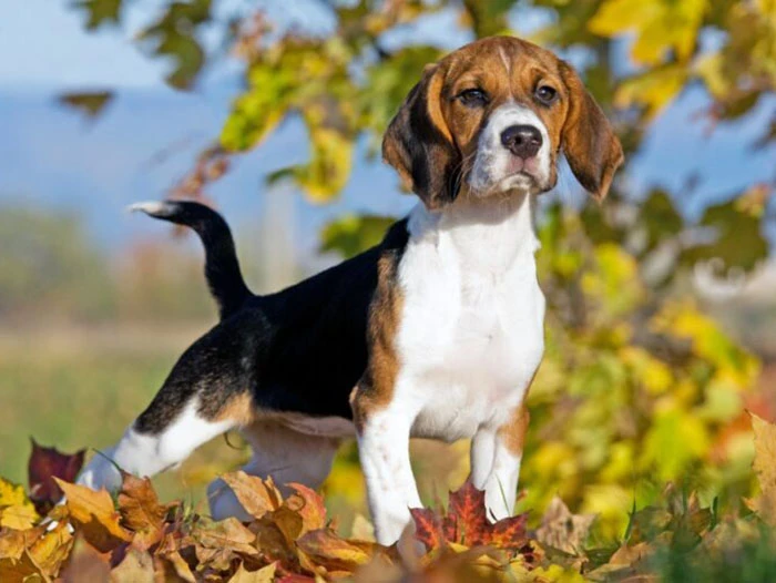 Beagle 3