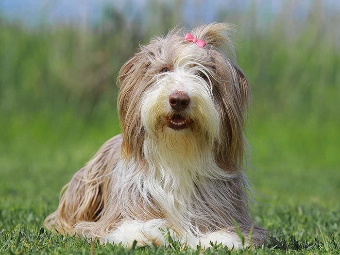 Bearded Collie 2