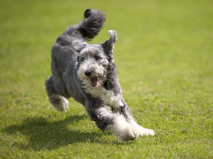 Bearded Collie 4