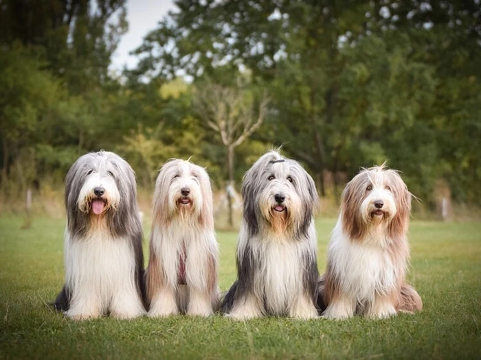 Bearded Collie 5