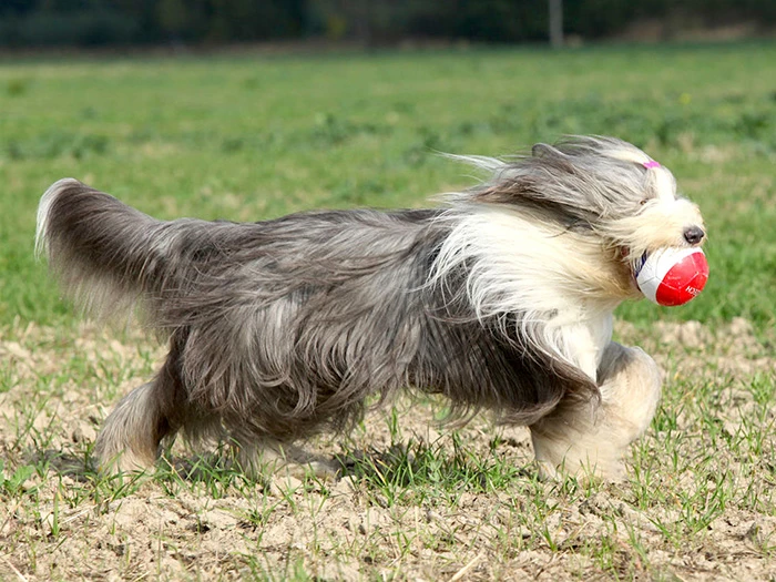 Bearded Collie 3
