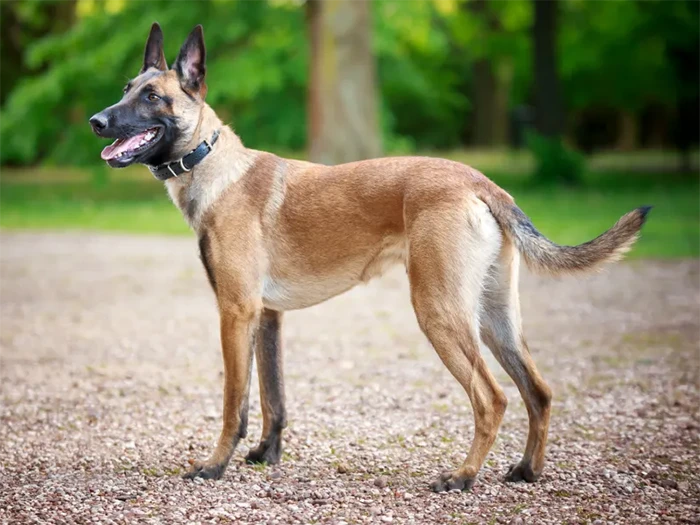 Belgian Malinois 4