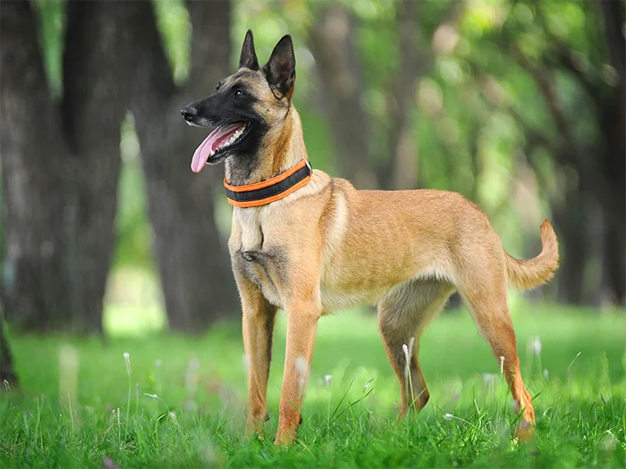 Belgian Malinois 3