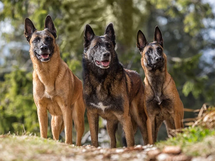 Belgian Malinois 5