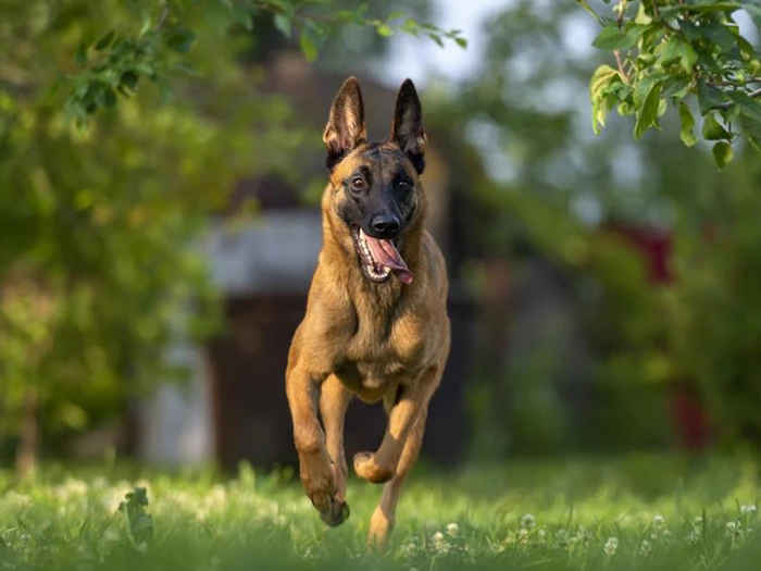 Belgian Malinois 2