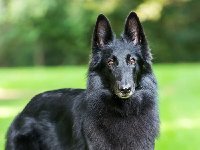 Belgian Shepherd 3