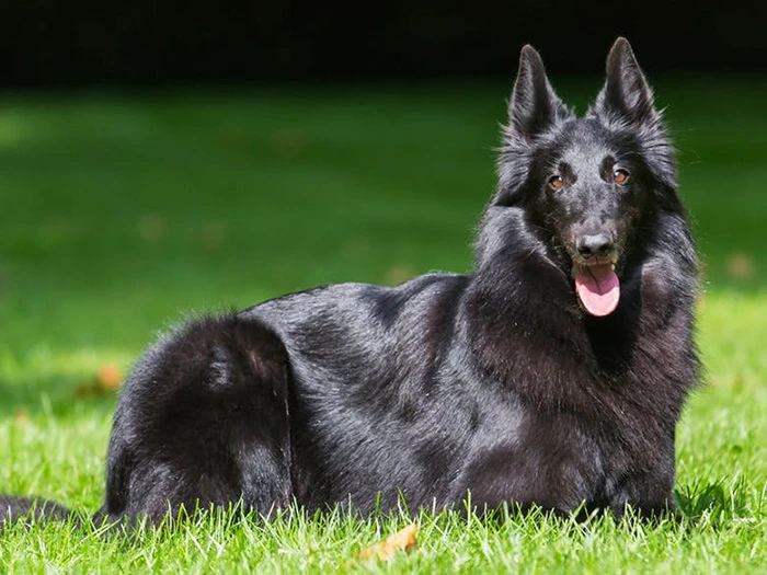 Belgian Shepherd 2