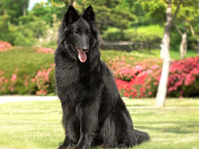 Belgian Shepherd 5