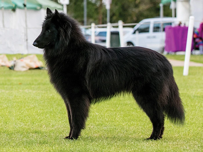 Belgian Shepherd 4