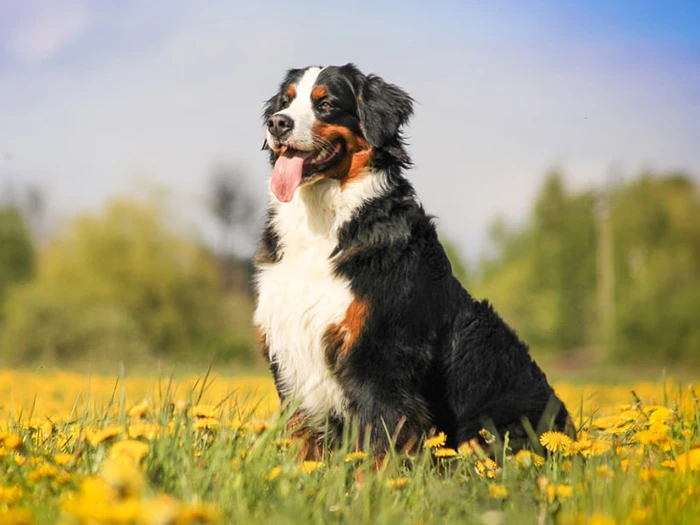 Bernese Mountain Dog 2